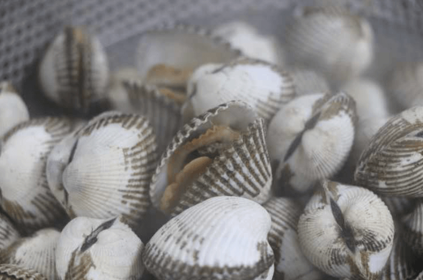 팔팔 삶은 꼬막