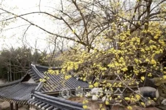 소쇄원 봄 앵두나무꽃 산수유 해당화 개화_7