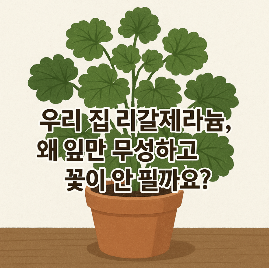 우리 집 리갈제라늄, 왜 잎만 무성하고 꽃이 안 필까요?