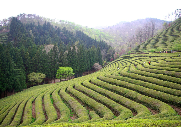 보성 다청년 프로그램 안내