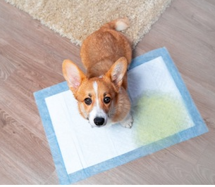 소변 본 강아지