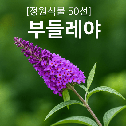 향기와 생태, 둘 다 잡는 부들레야! 정원 필수템