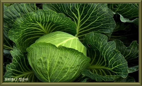 신장 건강에 좋은 음식 10가지