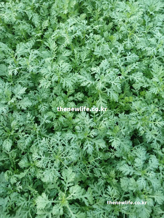 쑥갓의 효능이 가장 뛰어난 제철 시기와 따뜻한 성질을 보여주는 실사진