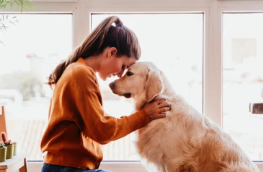 Golden Retriever/출처:어도비스톡