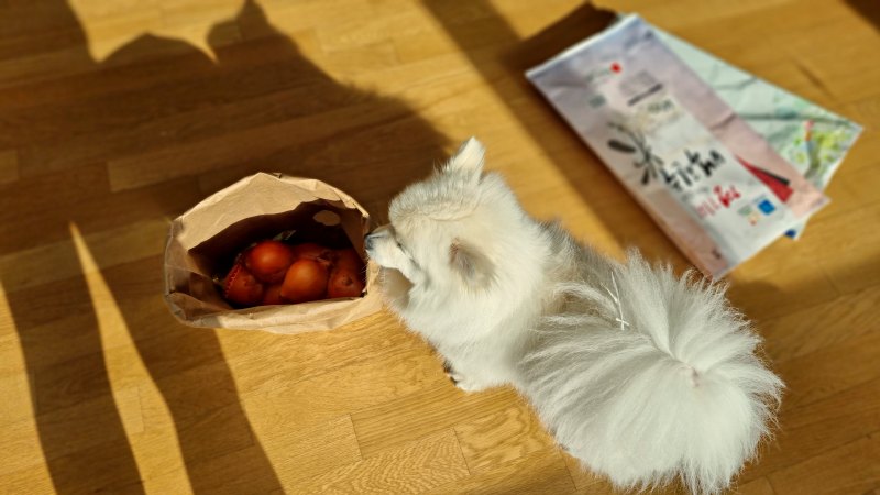 종이백으로 사용하는 속포장재