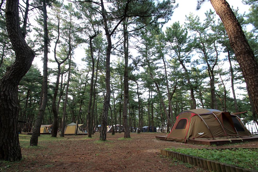 솔향기캠핑장

주소 강원 강릉시 연곡면 해안로 1282-10