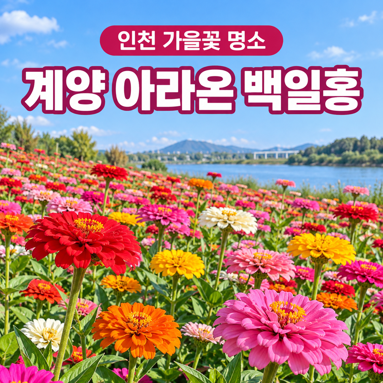 인천 계양 아라온 백일홍 개화상태 70%｜입장료&middot;주차장&middot;꽃밭 가는 길