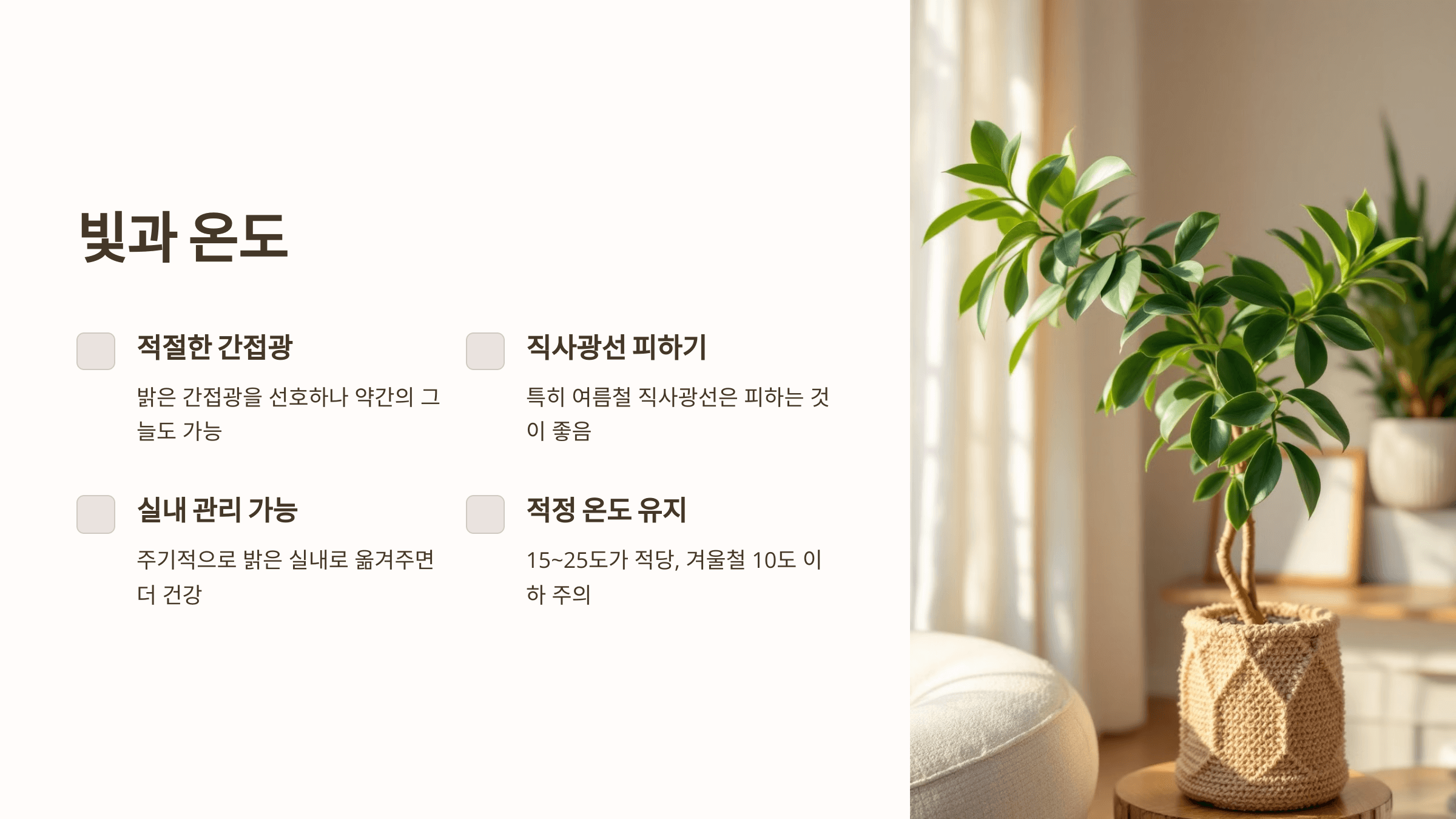 금전수와 관련된 사진입니다.