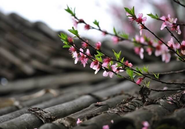 봄의 시작을 알리는 꽃