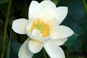 7월 국내 꽃축제 총정리