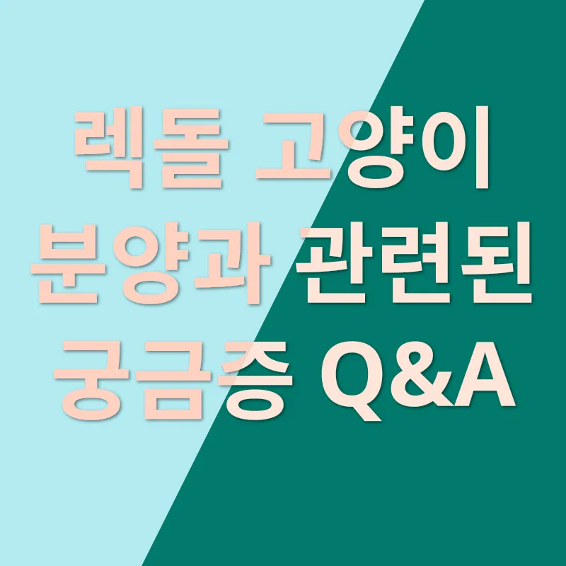 렉돌 고양이 분양_4