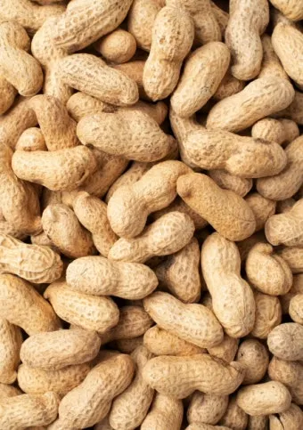 땅콩 심는시기 파종법 중부 남부_5