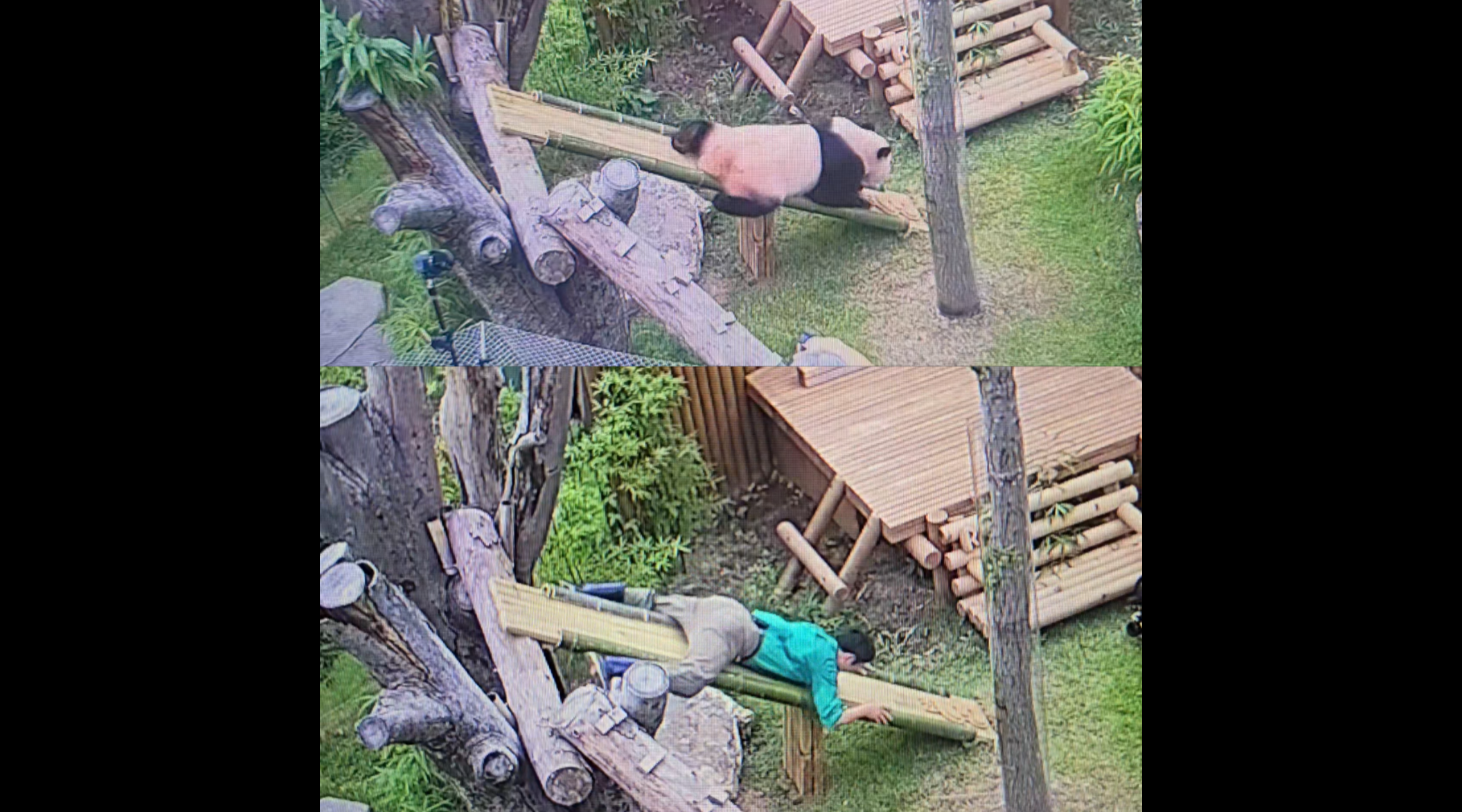 미끄럼틀 타는 판다들(?) 포착