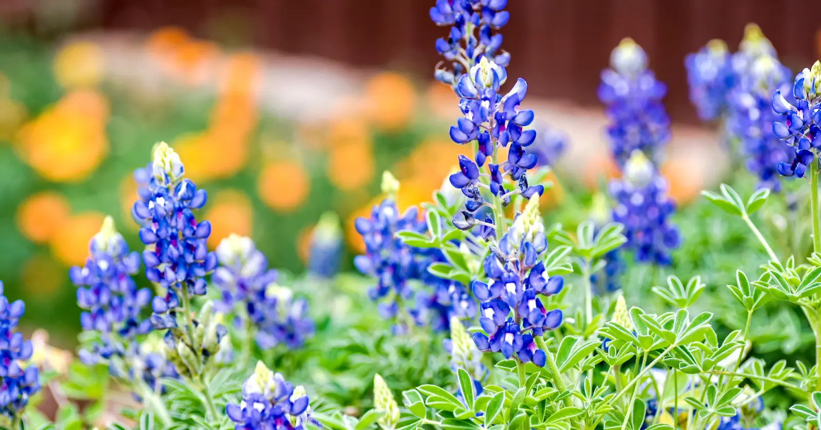 곰배령 방문 시 유의사항