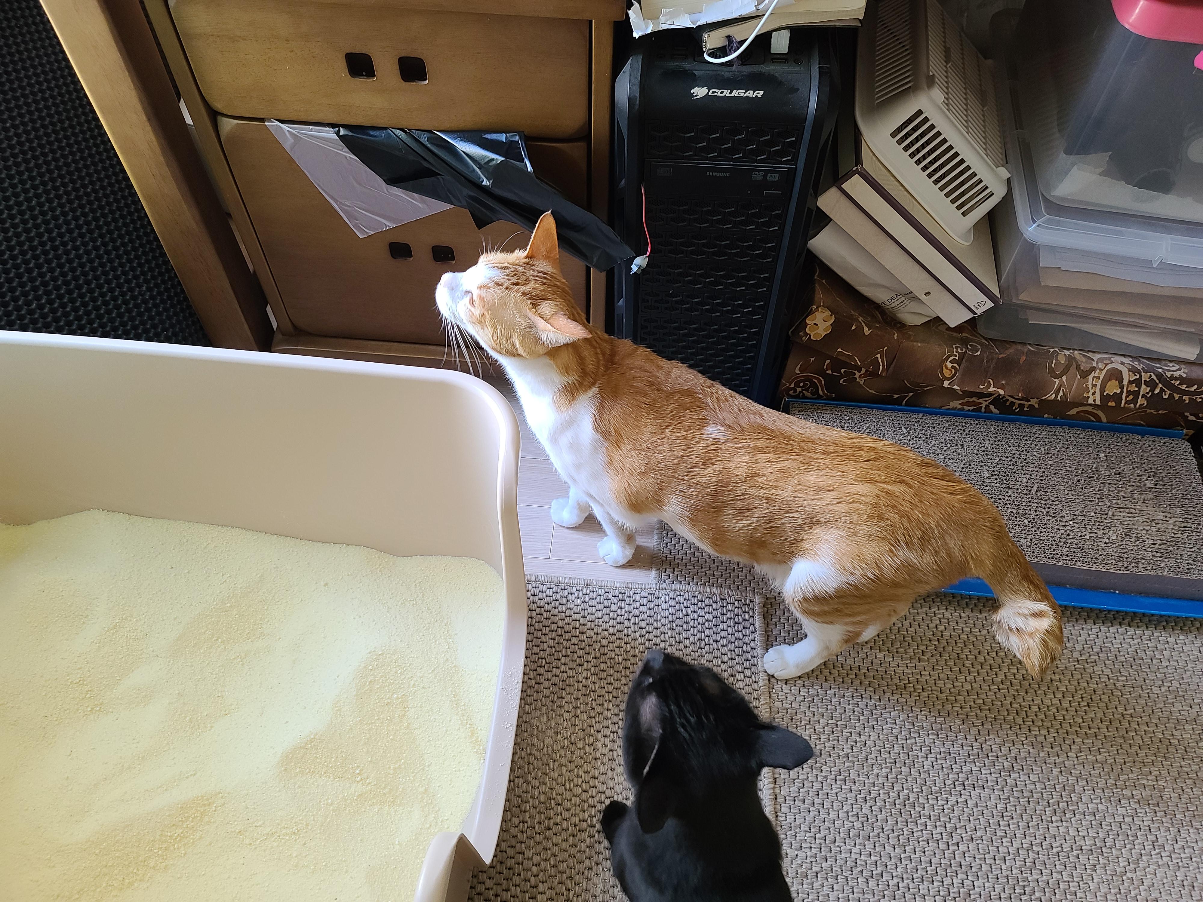 9냥이 집사의 눈뜨면 하는 일들.