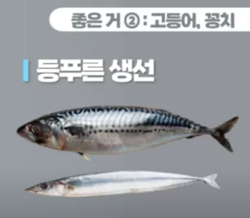 등푸른-생선-사진2