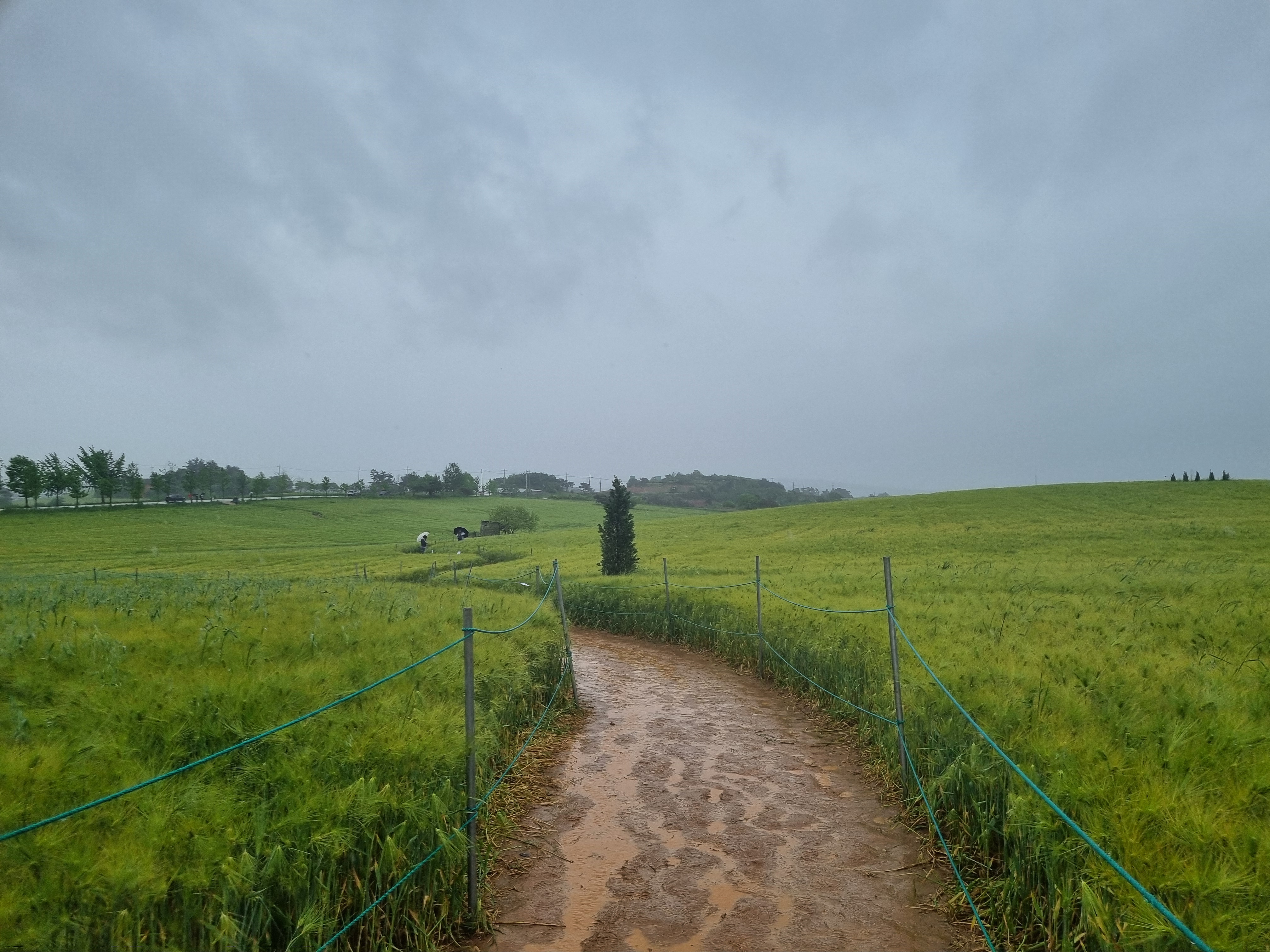 고창 청보리밭축제