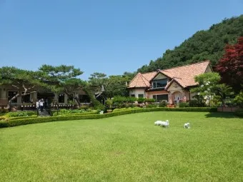 양평 가볼만한곳 베스트10 두물머리 연잎핫도그_14