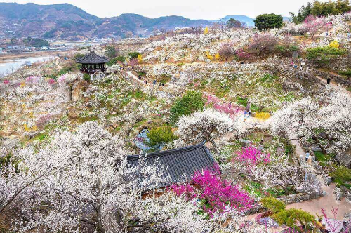 광양매화마을