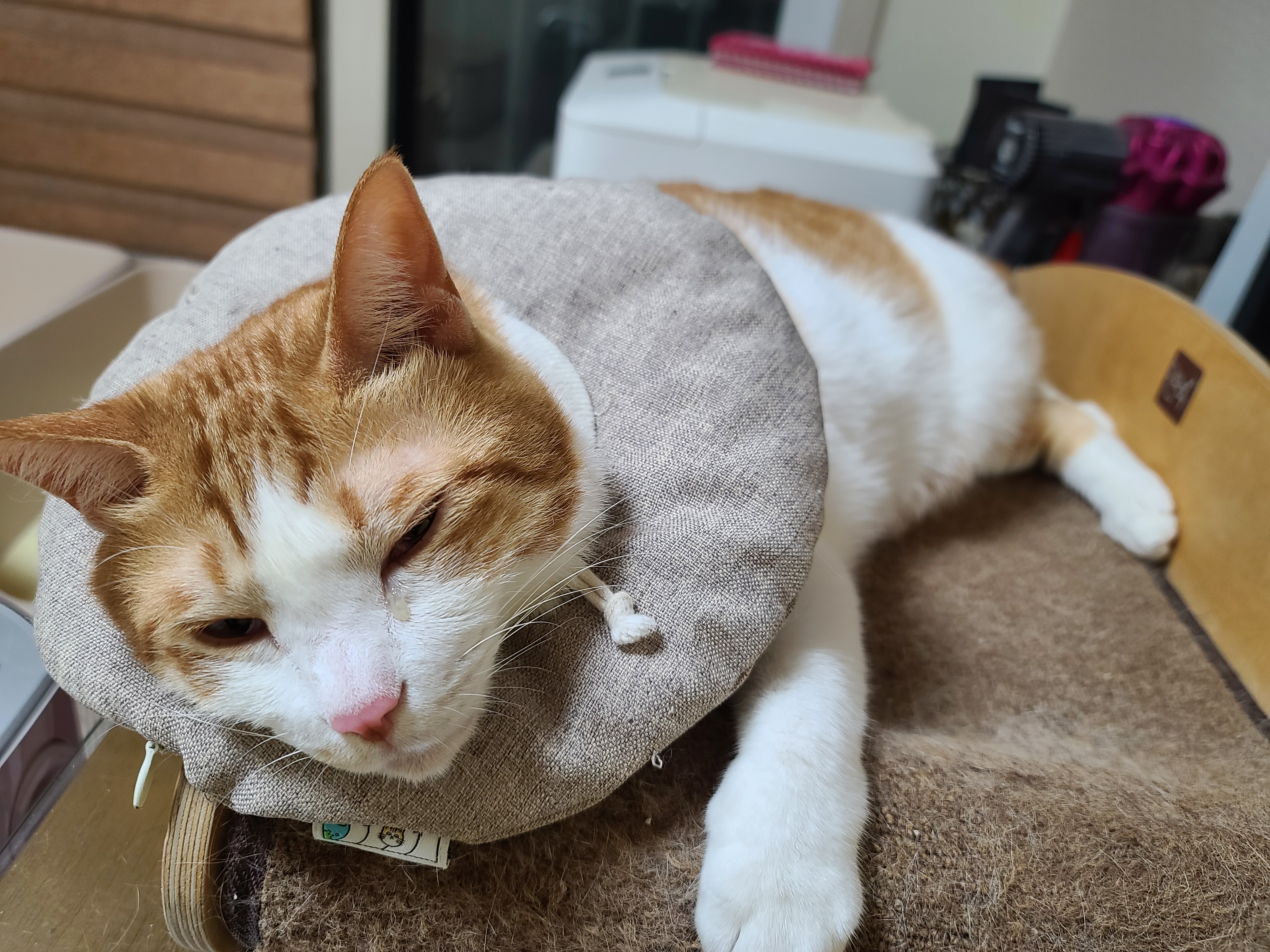 병원에서 돌아온 고양이들 상태.