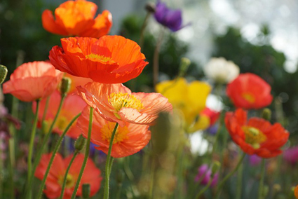 양귀비꽃 사진입니다.