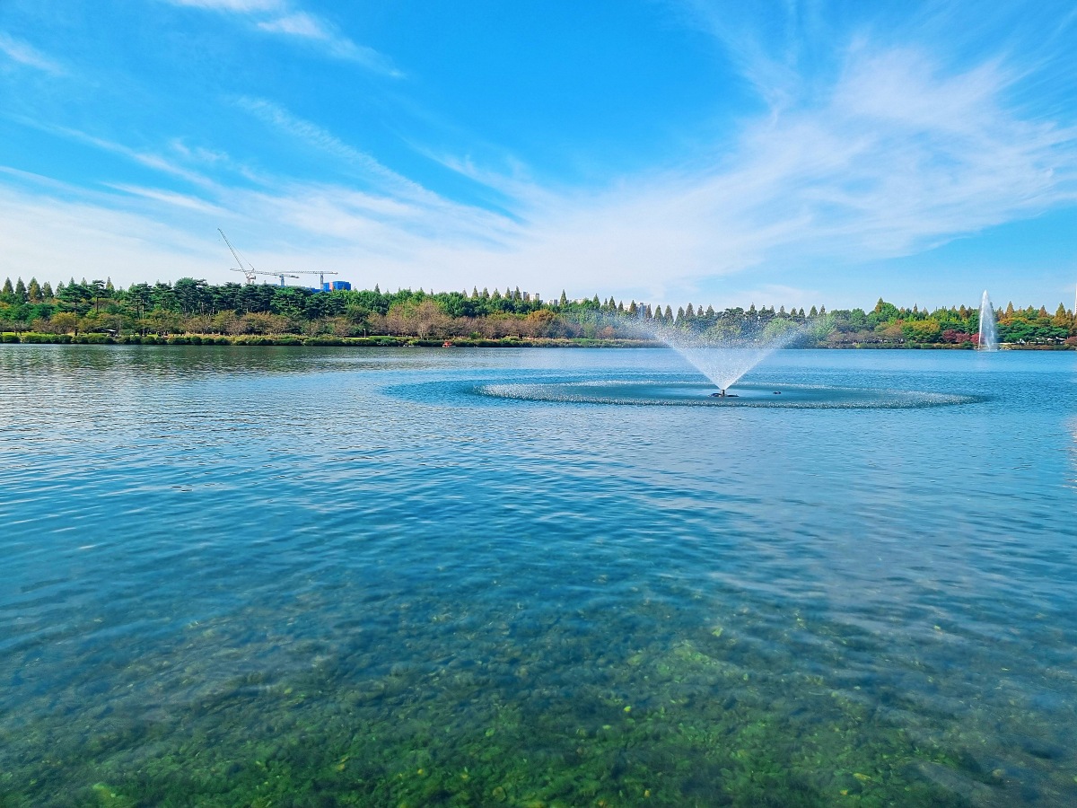서울 근교 가을꽃 만발한, 경기도 고양시 강매석교공원 창릉천 코스모스축제