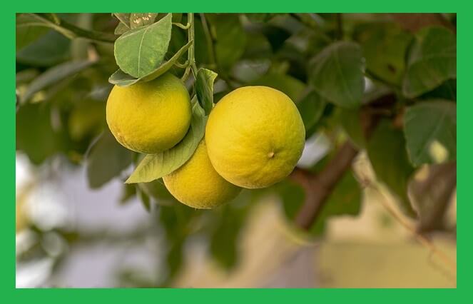 나무에-열린-레몬