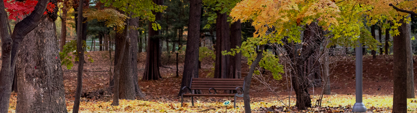 양재시민의숲-단풍