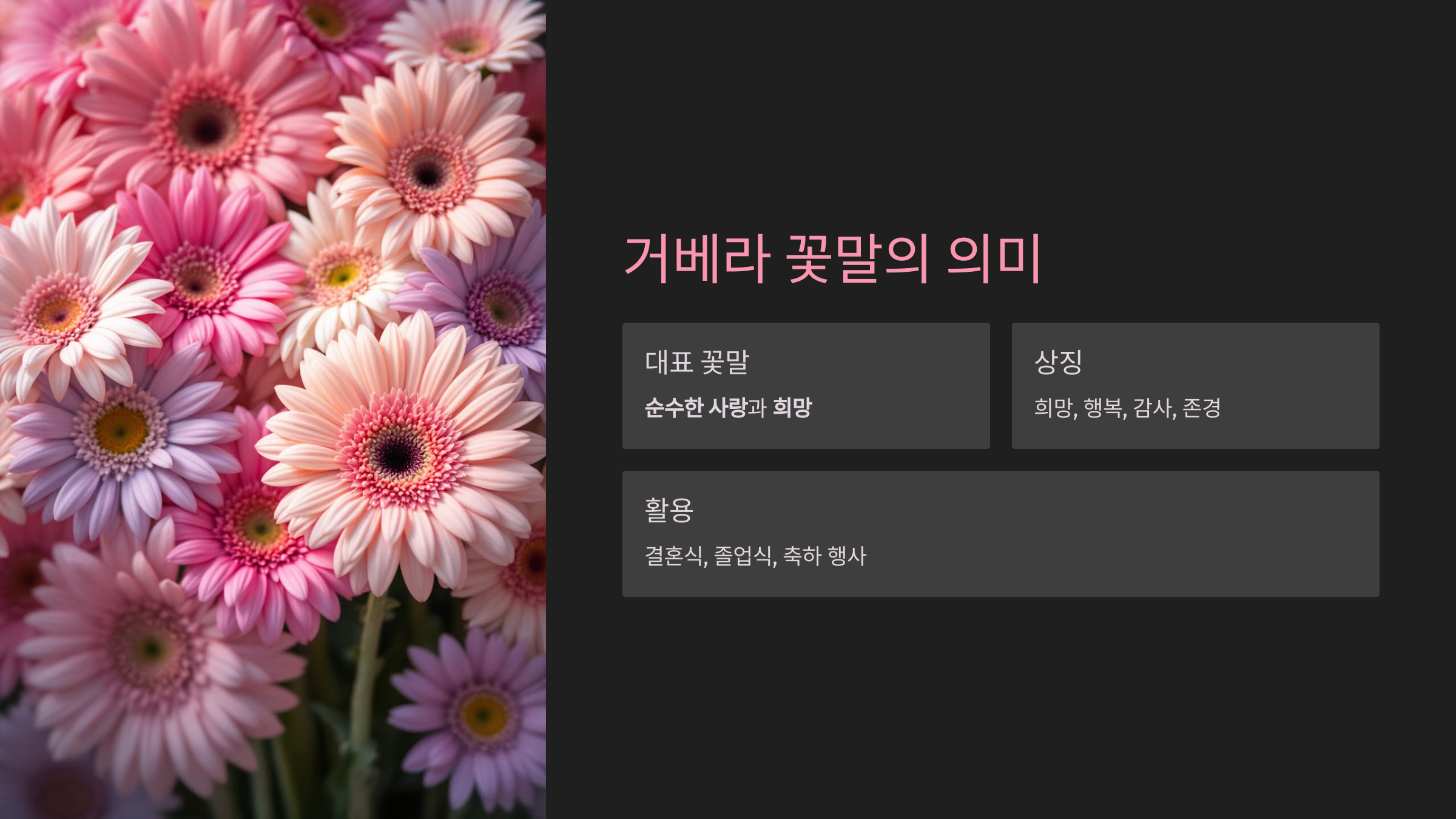 거베라 꽃말의 의미