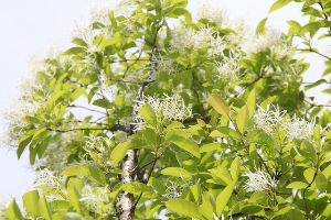 전주 이팝나무 철길