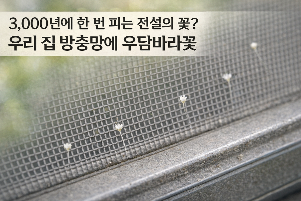 우리 집 방충망에 3,000년 만의 우담바라꽃이?