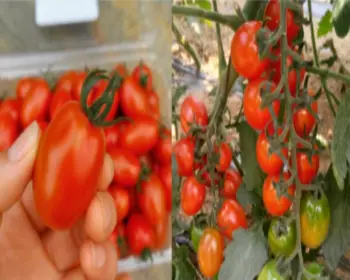 율봄식물원 토마토 시즌_6