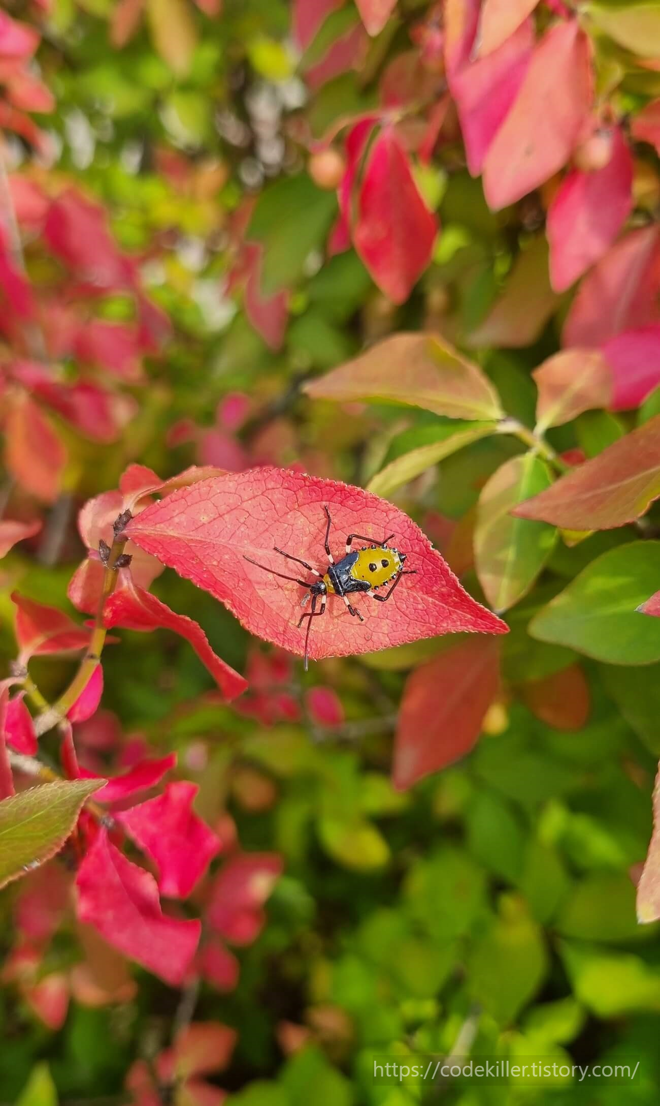 노랑배허린노린재 약충