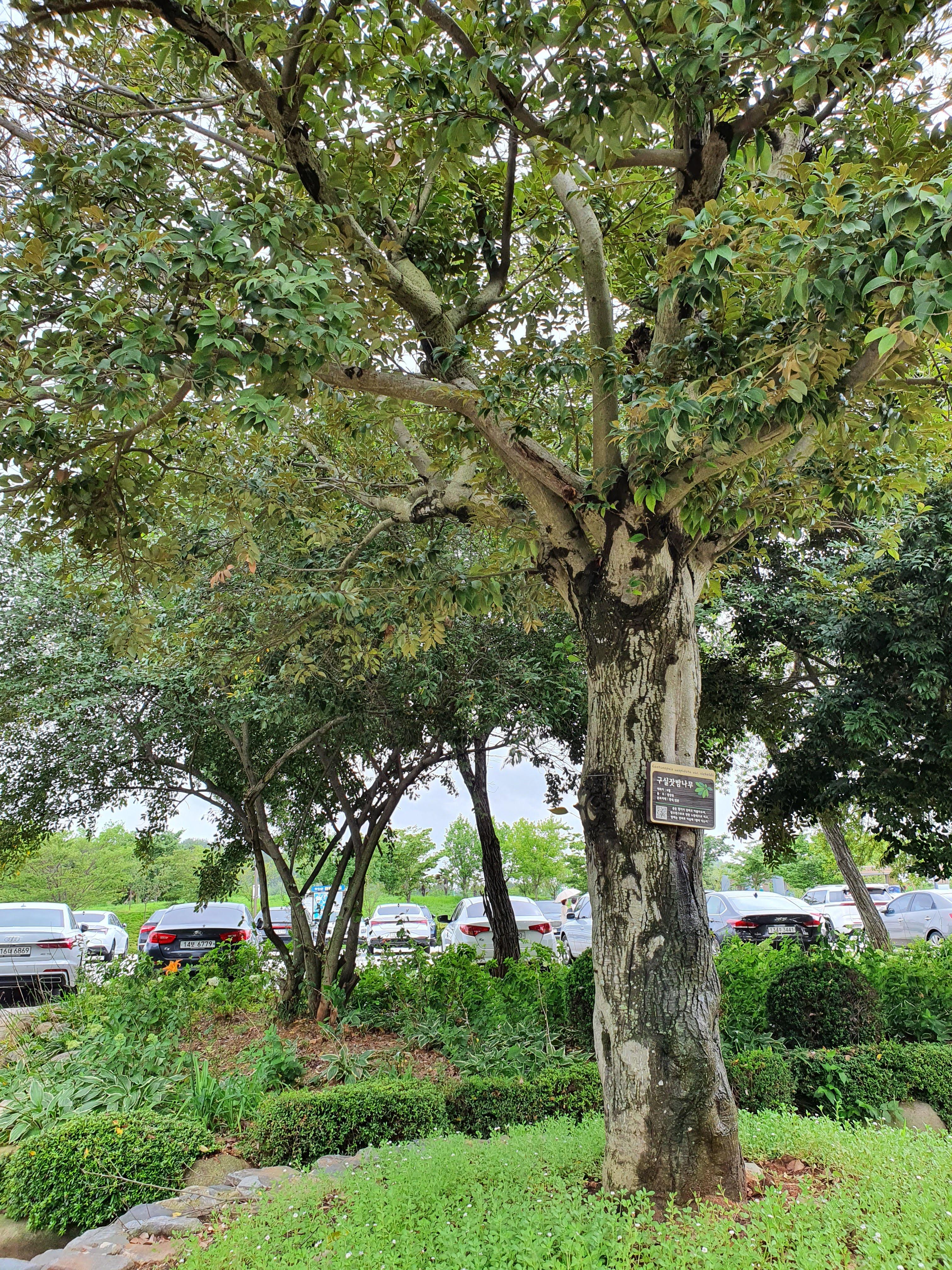 회산백련지식물