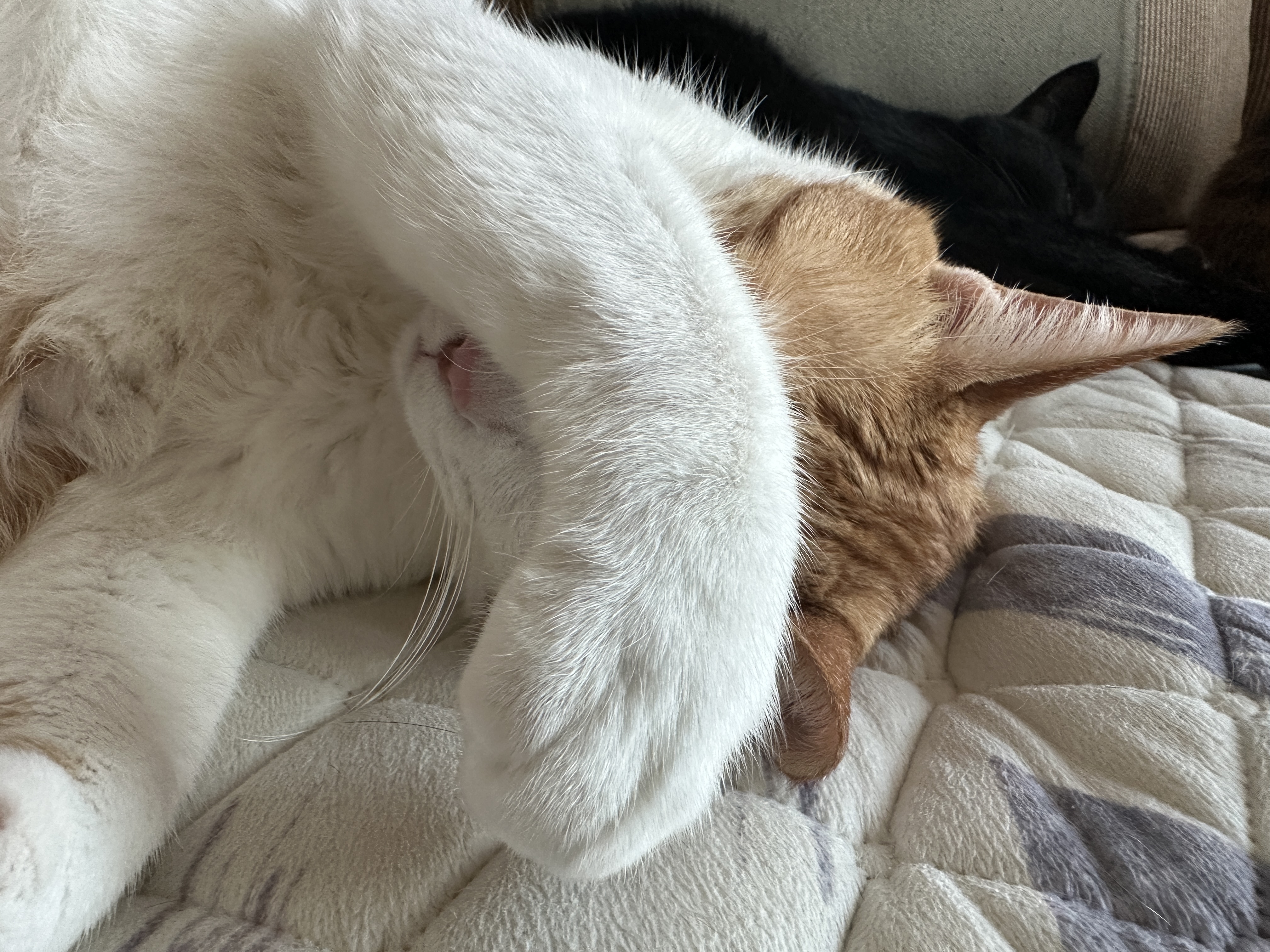 잘 때도 귀여운 막둥이 도촬하기 (feat. 6월에도 찜질하는 고양이들)