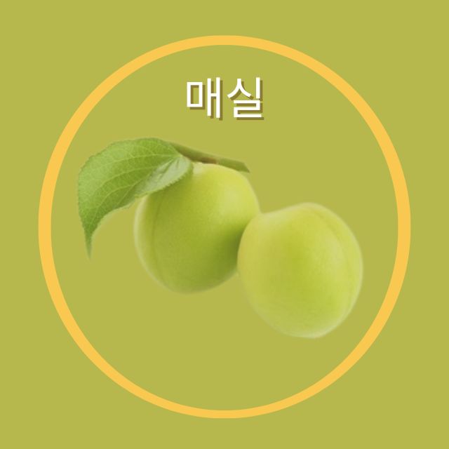 매실 수확시기