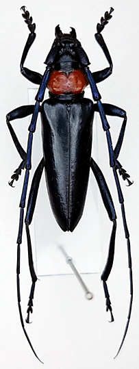 벚나무사향하늘소. aromia bungii.