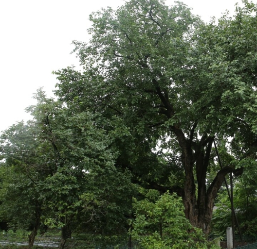 한국의 떡 종류 고치떡-뽕나무