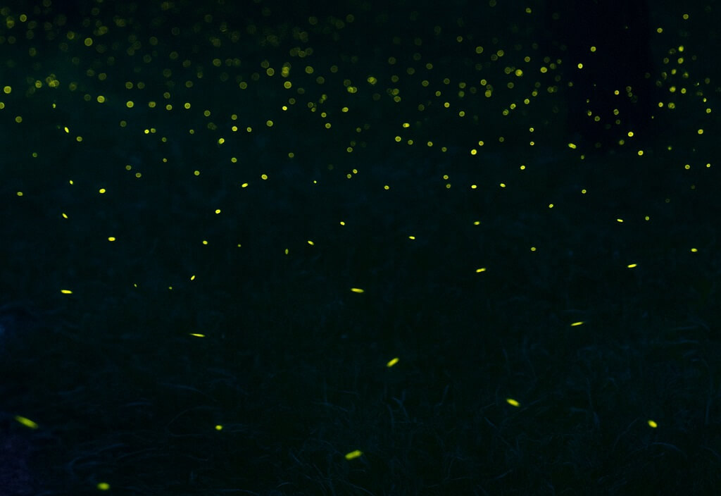 2025 무주 반딧불축제 일정·프로그램·예약 꿀팁 총정리