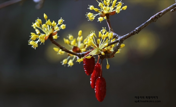 신장에 좋은 음식