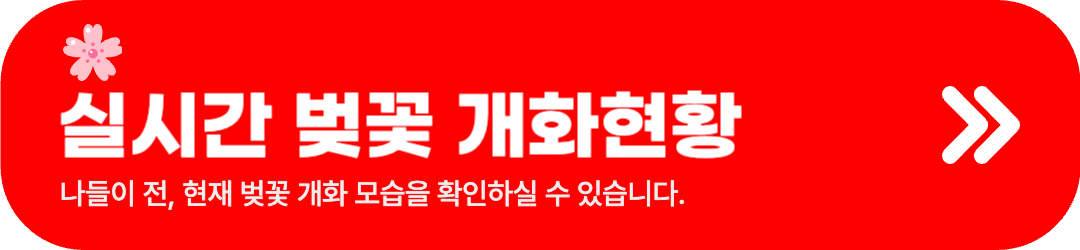 봄꽃개화현황 - 벚꽃