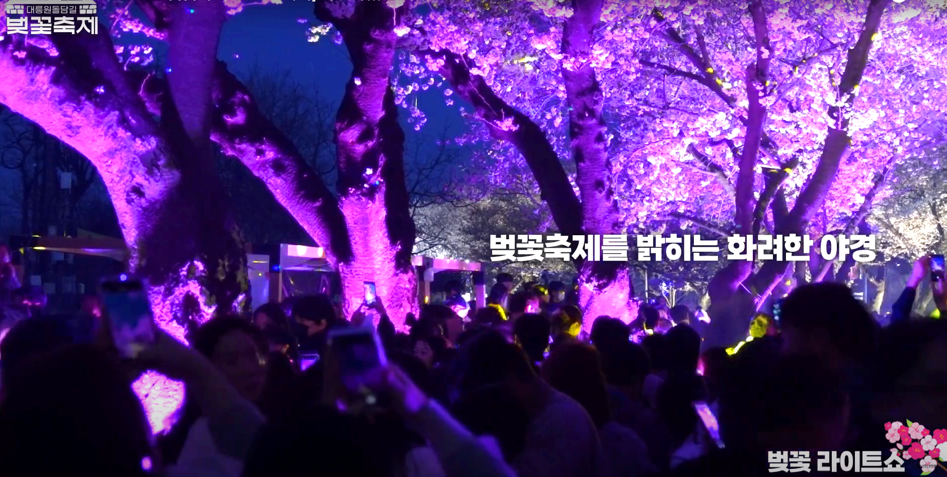 경주 대릉원 돌담길 벚꽃축제