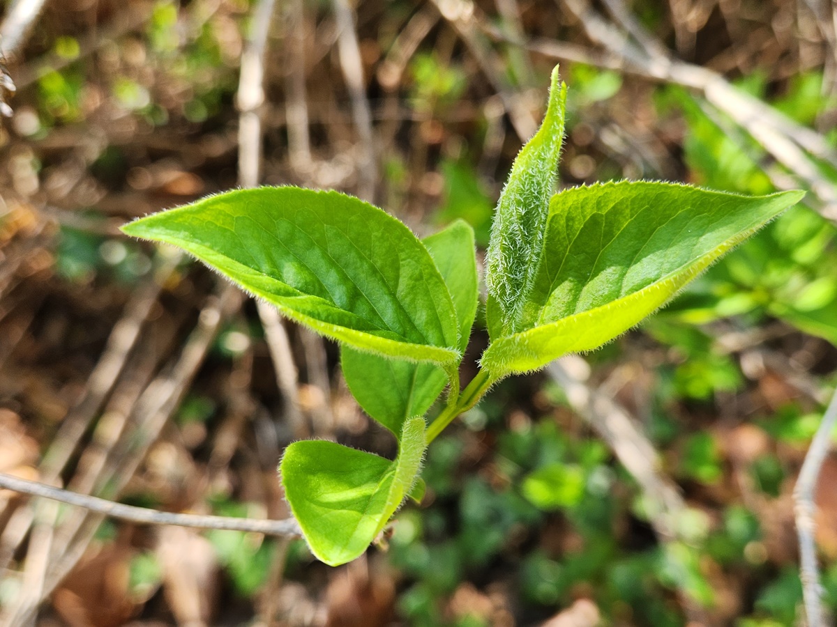 만리화(금강개나리)