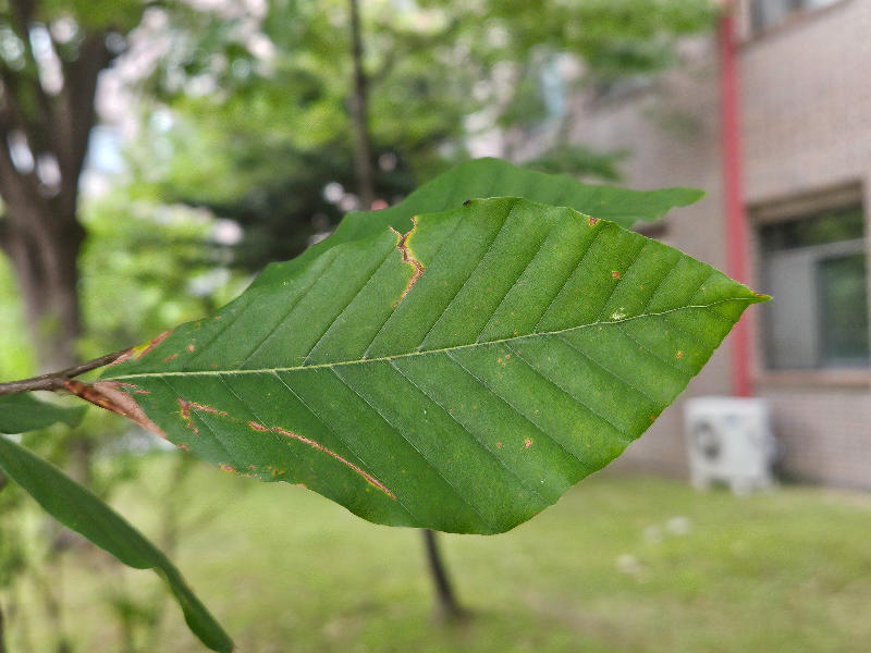 너도밤나무 잎1