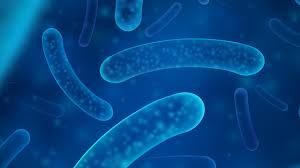 유산균 vs 프리바이오틱스 vs 프로바이오틱스 차이 완벽 정리!