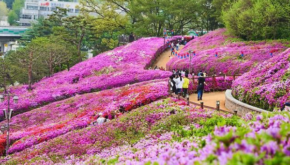 서울 근교 나들이 여행 경기도 4월 봄꽃축제 가볼만한곳 TOP 05 일정 장소 특징 정리