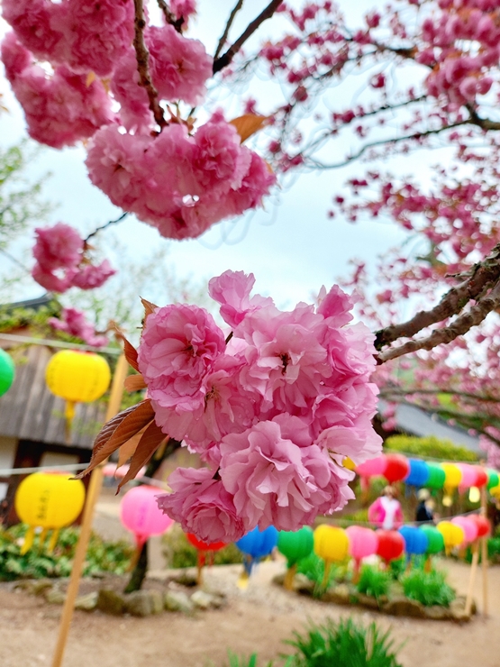 순천 선암사 겹벚꽃