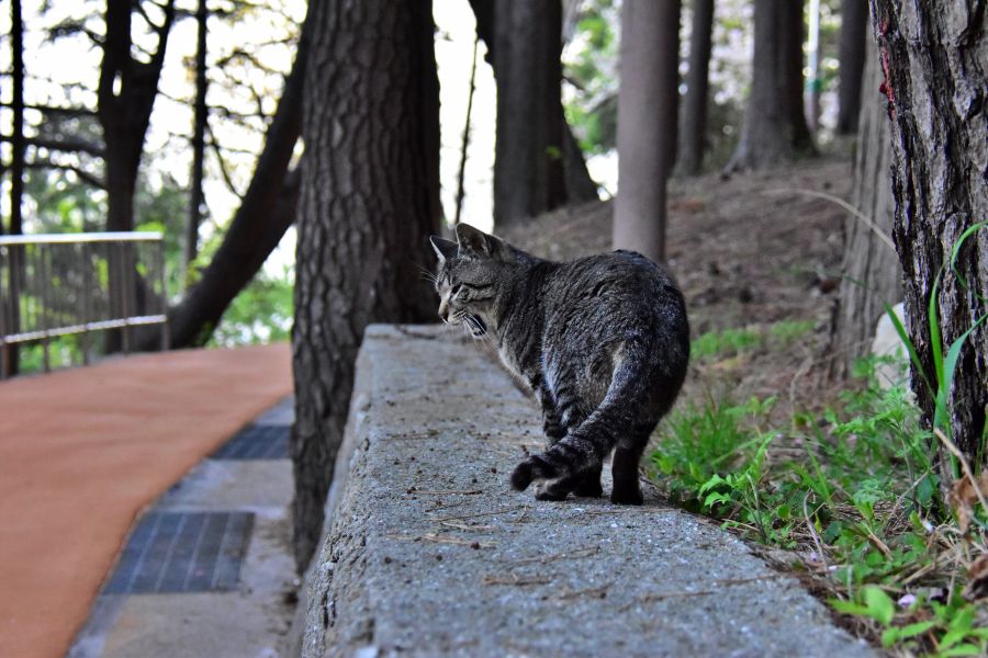 부산 민주공원 고양이