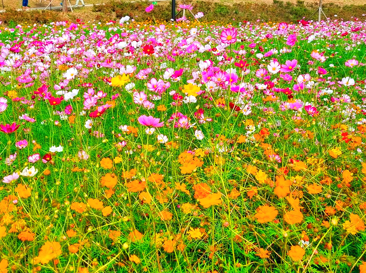 서울 근교 가을꽃 만발한, 경기도 고양시 강매석교공원 창릉천 코스모스축제